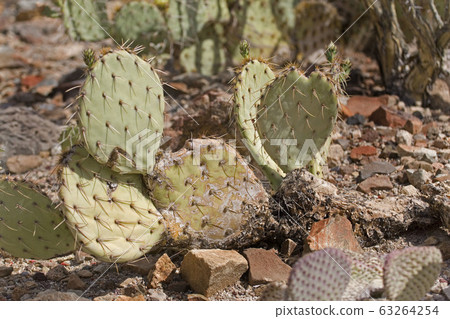 Beaver Tail Cactus, Opuntia basilaris, a 63264254