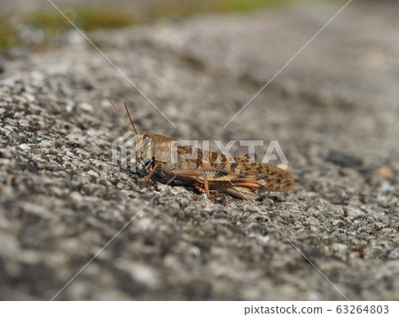 Tonosama beatta Tonosama beatta 63264803