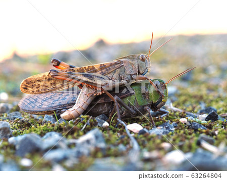 Tonosama beatta Tonosama beatta 63264804