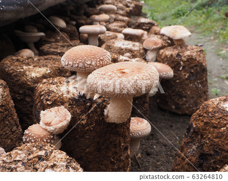 香菇 香菇 63264810