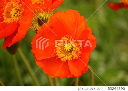 Iceland poppies at Tateyama Family Park in full bloom (7) Iceland poppies at Tateyama Family Park in full bloom (7) 63264890