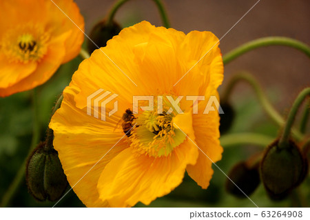 Honeybee flying to a flowering Iceland poppy (5) 63264908