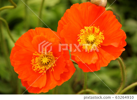 Beautiful petals of orange Iceland poppy (8) Beautiful petals of orange Iceland poppy (8) 63264910