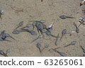 Flock of tadpoles 63265061
