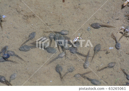 Flock of tadpoles 63265061