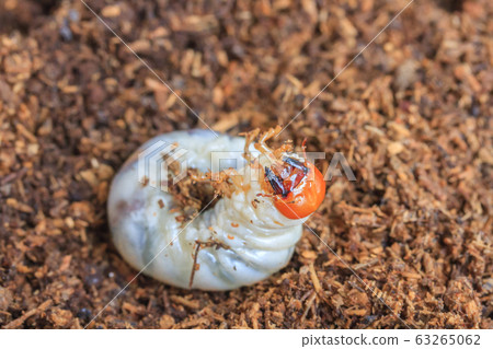 三齡鹿角甲蟲（平田鹿角甲蟲） 63265062
