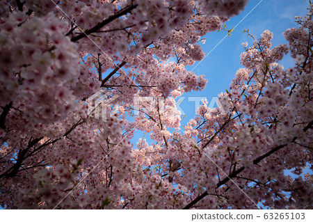 Blooming cold cherry blossoms Blue sky in the gap b-1 Blooming cold cherry blossoms Blue sky in the gap b-1 63265103
