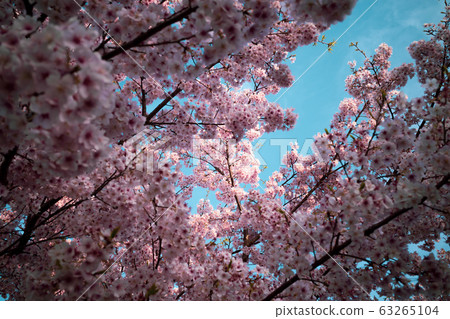 Blooming cold cherry blossoms Blue space in the gap b-2 Cyan & Magenta Blooming cold cherry blossoms Blue space in the gap b-2 Cyan & Magenta 63265104
