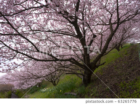 Ichino weir Harane spring cherry blossoms 63265776