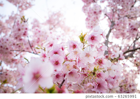Blooming cold cherry blossoms Wide-angle up c-1 63265991