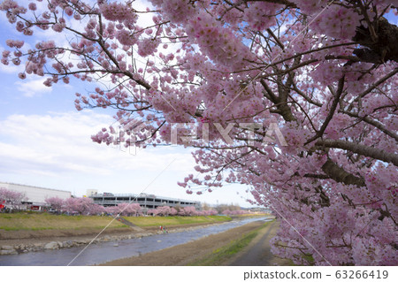 春樹直徑歡樂之路，香川河上的春天櫻花 63266419