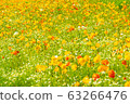 Spring flower poppy fluttering in the spring breeze 63266476