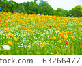 Spring flower poppy fluttering in the spring breeze 63266477