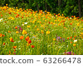Spring flower poppy fluttering in the spring breeze 63266478