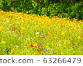 Spring flower poppy fluttering in the spring breeze 63266479