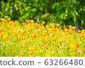 Spring flower poppy fluttering in the spring breeze 63266480