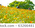 Spring flower poppy fluttering in the spring breeze 63266481