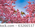 Two mejiro playing around the cherry blossoms 63266537