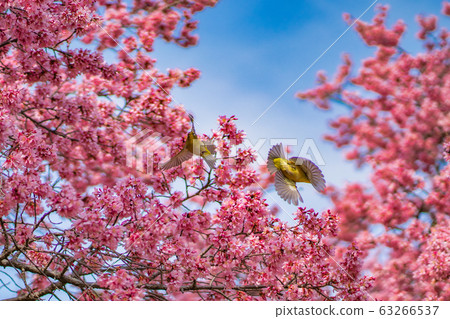 Two mejiro playing around the cherry blossoms 63266537