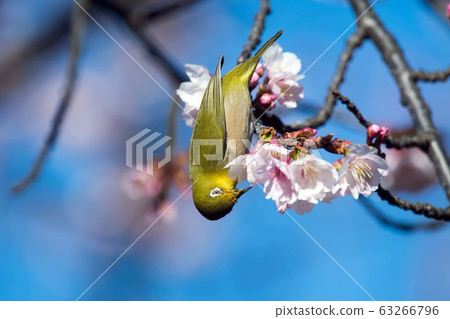野生鳥類白眼河櫻桃 野生鳥類白眼河櫻桃 63266796