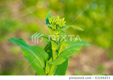 Cultivation of Norabou rape (rapeseed) 63266853