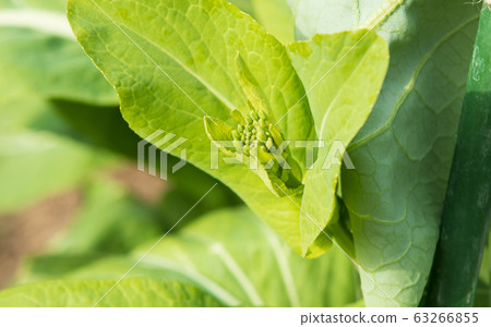 種植諾拉布強姦(油菜) 種植諾拉布強姦(油菜) 63266855