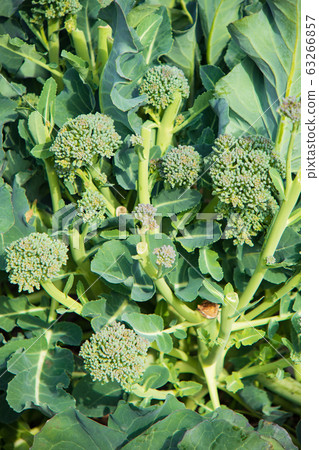 種植諾拉布強姦（油菜） 63266857