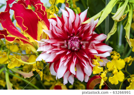 Gloriosa, Dahlia and Oncidium 63266991