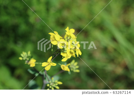 西芥菜綠色類似於油菜花 照片素材 圖片 圖庫
