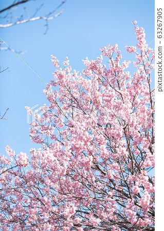 Cherry Blossoms Cherry Blossoms 63267905