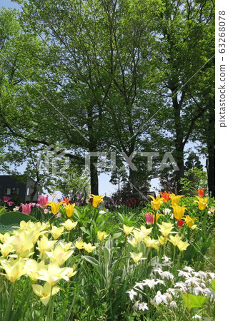 Tonami Tulip Fair Tonami Tulip Fair 63268078