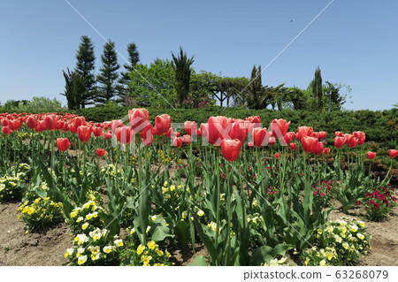 Tonami Tulip Fair 63268079