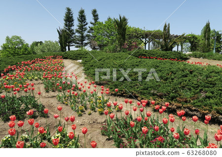 礪波鬱金香博覽會 63268080