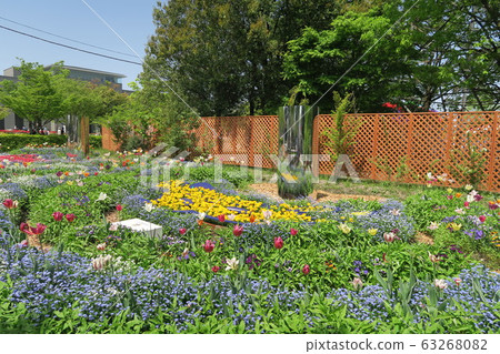 Tonami Tulip Fair Tonami Tulip Fair 63268082