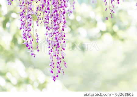 紫藤花 紫藤花 63268602