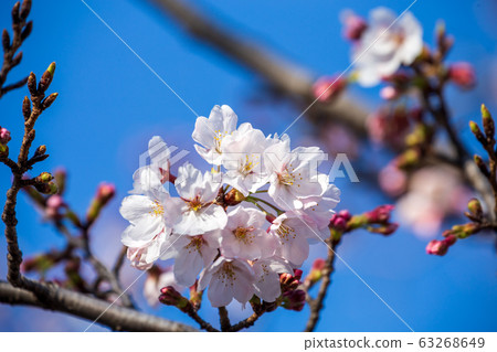 櫻花盛開 63268649