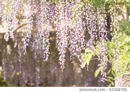 紫藤花 紫藤花 63268700