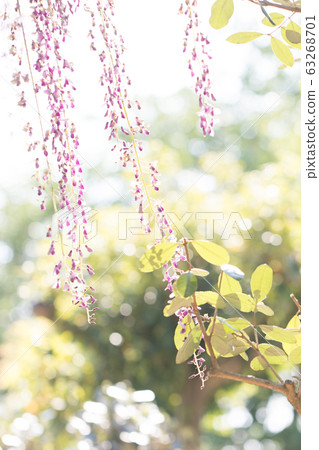 紫藤花 紫藤花 63268701