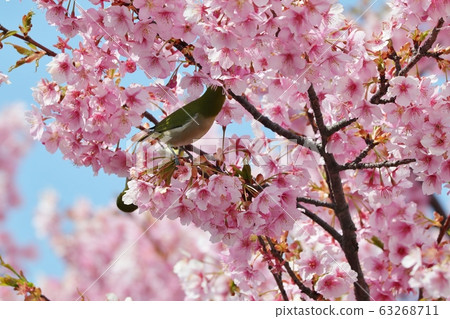  河津櫻和名次郎盛開：櫻花樹：霍亞河 63268711