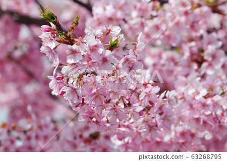 Kawazu Sakura in full bloom: row of cherry trees: Hoya River 63268795