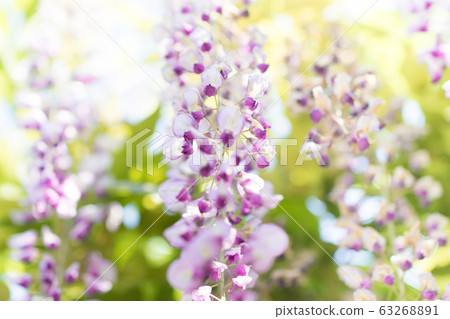 紫藤花 紫藤花 63268891