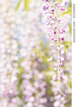 紫藤花 紫藤花 63268892
