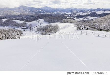 江原道大關嶺羊場雪景 63268896