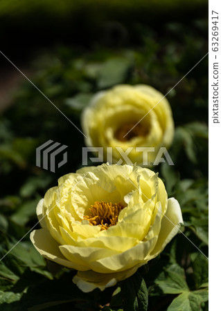 Close up of pale yellow peony flower Close up of pale yellow peony flower 63269417