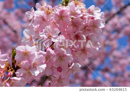 Sakura, cherry blossoms, early blooming cherry blossoms, Kawazu cherry blossoms in full bloom, March 3, blue sky 63269615