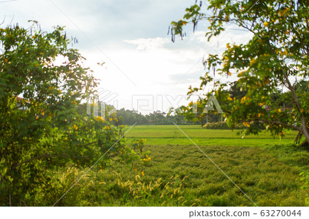 Green field in the jungle of Sri Lanka Green field in the jungle of Sri Lanka 63270044