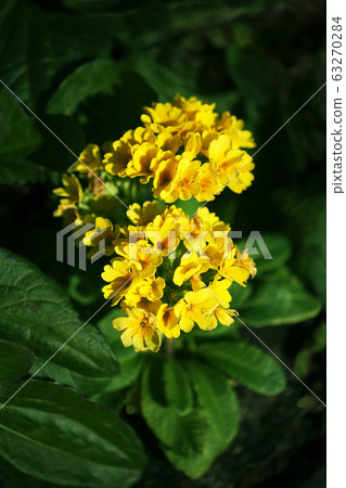 Primula polyantha yellow flower Primula polyantha yellow flower 63270284