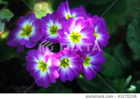 Primula Polyantha: purple flowers on white Primula Polyantha: purple flowers on white 63270286