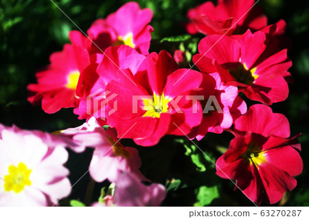 Primula polyantha-red and pink flowers 63270287