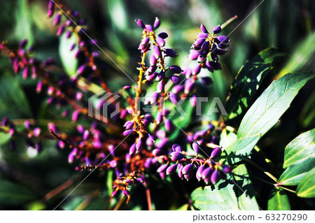 Mahonia confusa fruit 63270290